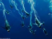 How do penquins swim?