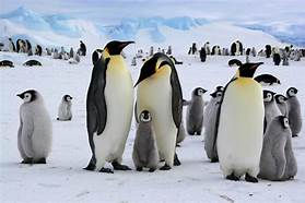 Emperor Penguins